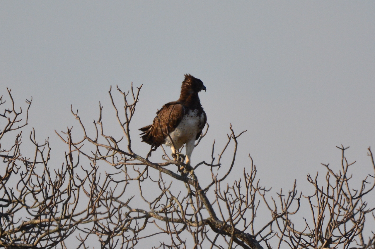 Polemaetus bellicosus